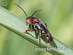 donker soldaatje (2400*1800)<br>(cantharis fusca)